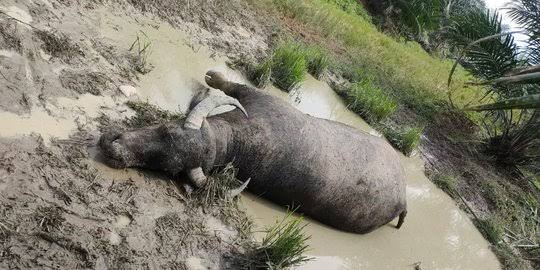 Ilustrasi kerbau mati mendadak di sejumlah desa di Kuansing (foto/int)
